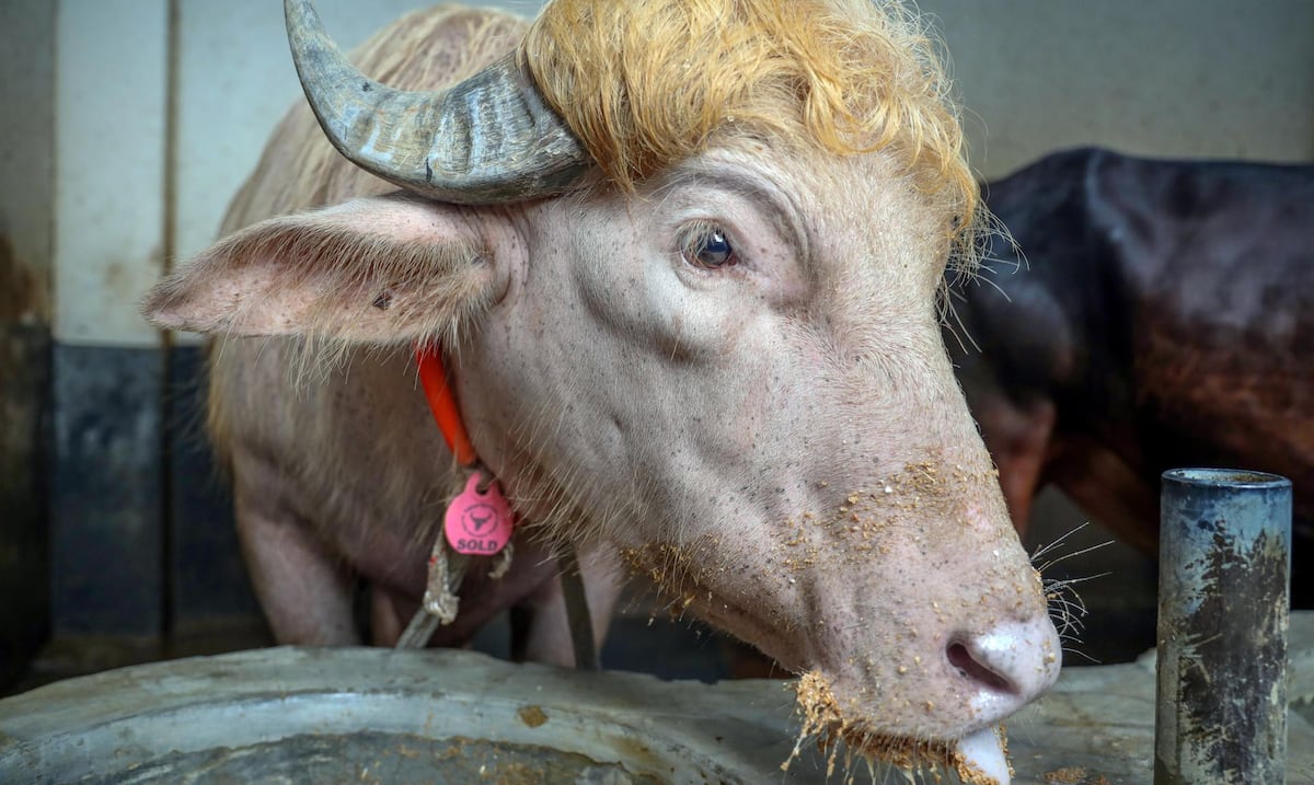 Búfalo albino se vuelve viral por su parecido a Donald Trump
