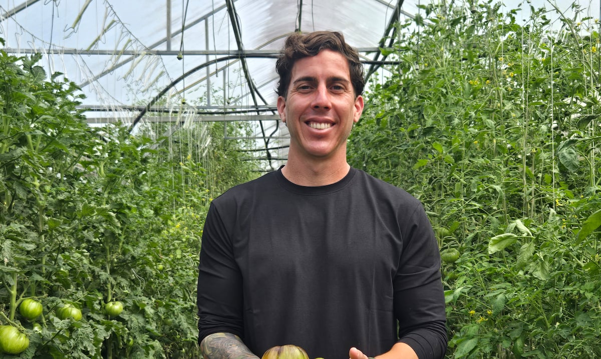 Genera $100,000 al año: Finca en Aibonito produce 10,000 libras de tomate que vende a restaurantes locales