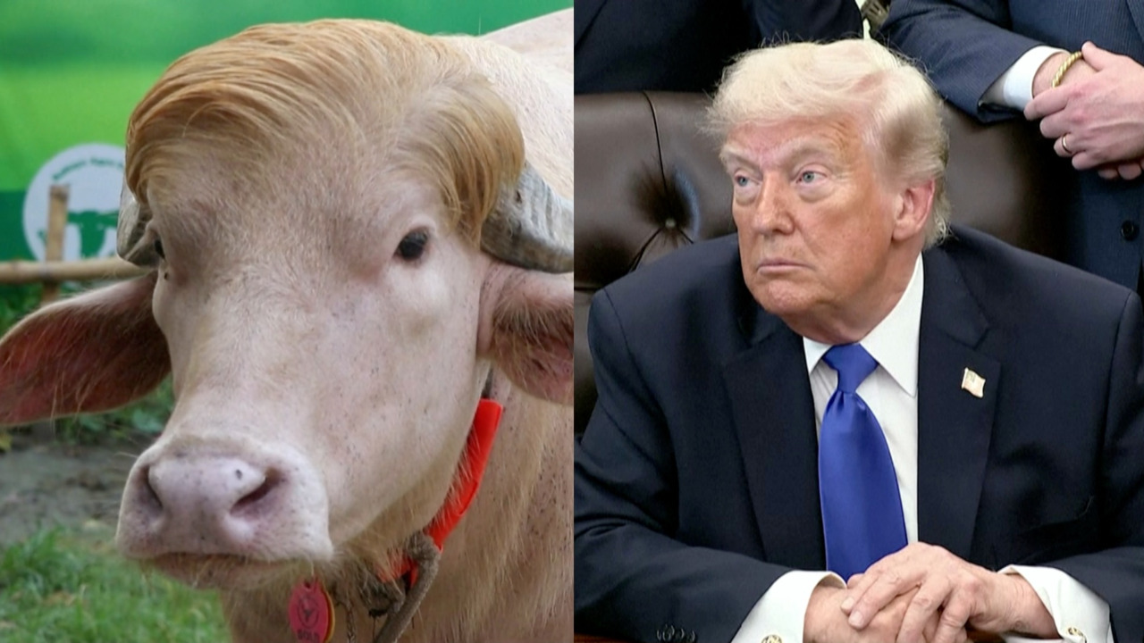 Se viraliza el búfalo “Donald Trump”