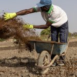 Guerra con Irán dispara precios de fertilizantes en algunos países: agricultores buscan alternativas