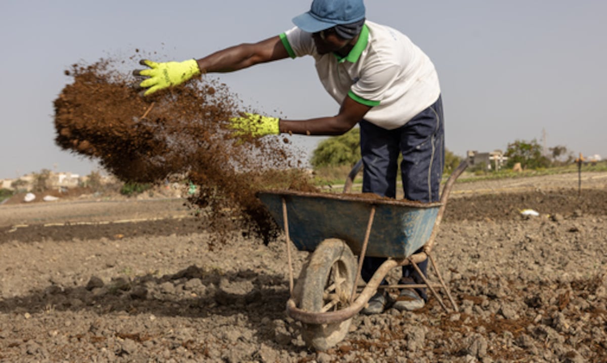 Guerra con Irán dispara precios de fertilizantes en algunos países: agricultores buscan alternativas