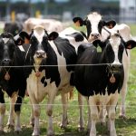 Ganaderos identifican soluciones para atender la ola de calor que ha limitado la producción de leche