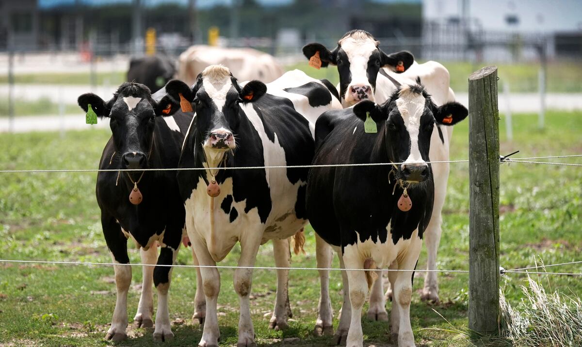 Ganaderos identifican soluciones para atender la ola de calor que ha limitado la producción de leche