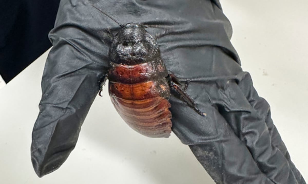 Tenía más de 100,000 cucarachas: detienen a un criador de insectos ilegales en Australia