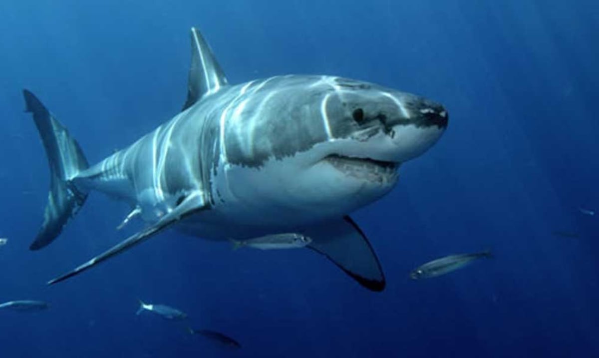 Tercer ataque mortal de tiburón en cuatro semanas sacude a Australia