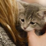 Descubre cómo acariciar a tu gato transforma tu bienestar emocional
