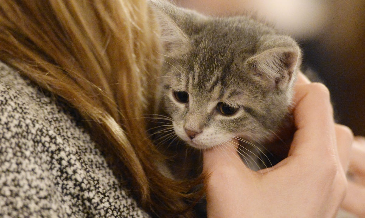 Descubre cómo acariciar a tu gato transforma tu bienestar emocional