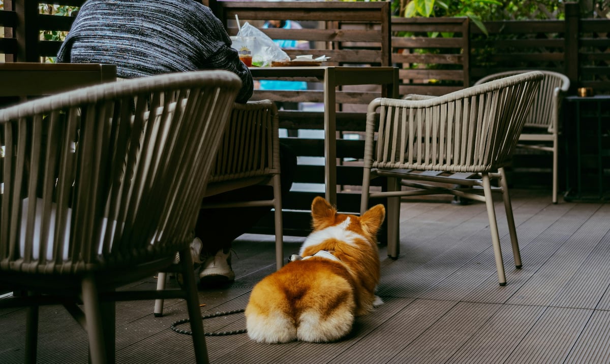 Comer fuera con tu perro: guía básica para una experiencia exitosa