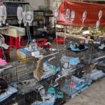 Rescatan más de 400 gatos que iban a ser comidos en Vietnam