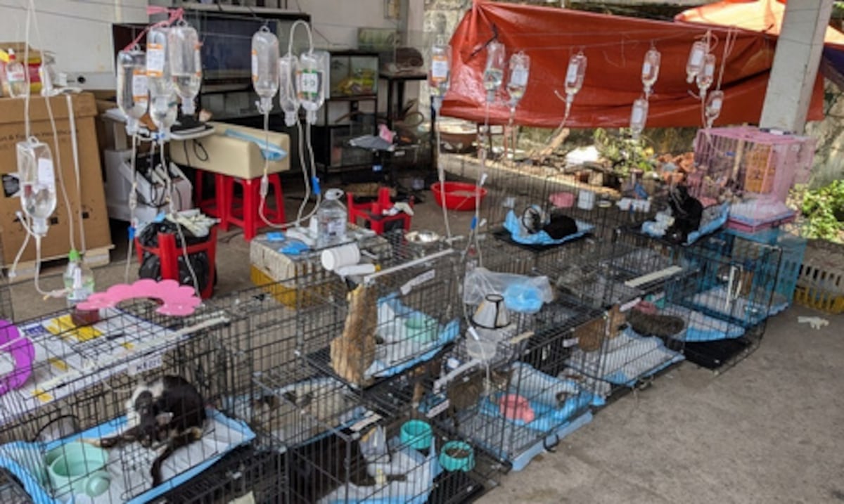 Rescatan más de 400 gatos que iban a ser comidos en Vietnam