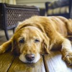 ¿Tienes un perro viejo? 3 cuidados clave para su salud y bienestar