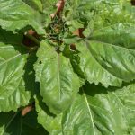 Tres plantas que debes tener en casa para ahuyentar alacranes