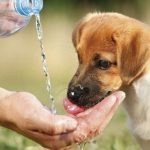 Calor extremo y mascotas: qué hacer y qué no hacer para proteger a tu perro