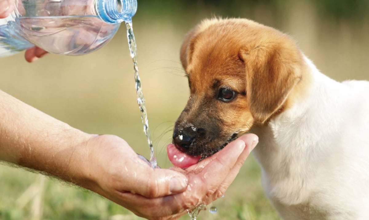 Calor extremo y mascotas: qué hacer y qué no hacer para proteger a tu perro