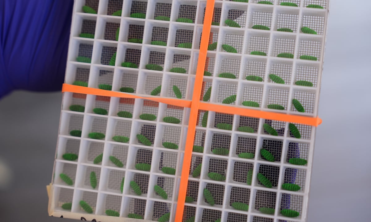 Reabren planta en México para combatir al gusano barrenador