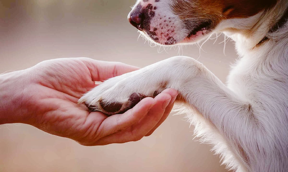 Royal Canin lanza en Puerto Rico suplementos y probióticos para mascotas