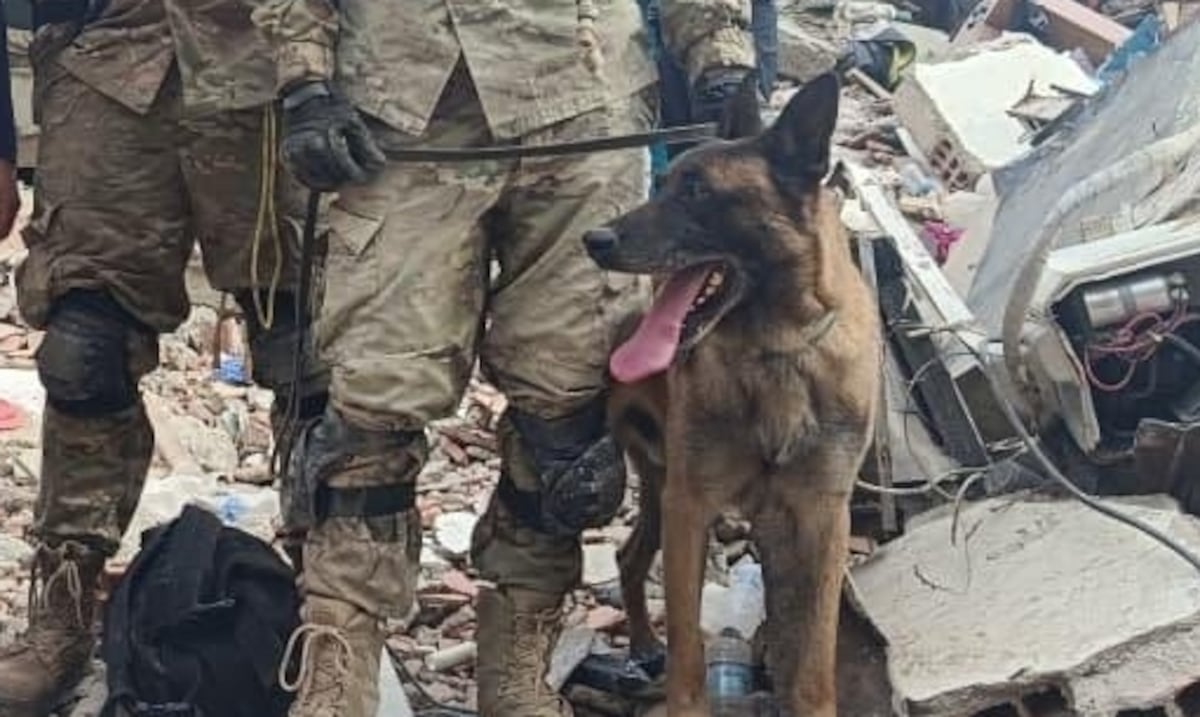 Bart, el perro rescatista que ayudó a salvar a dos niños atrapados bajo los escombros en Venezuela