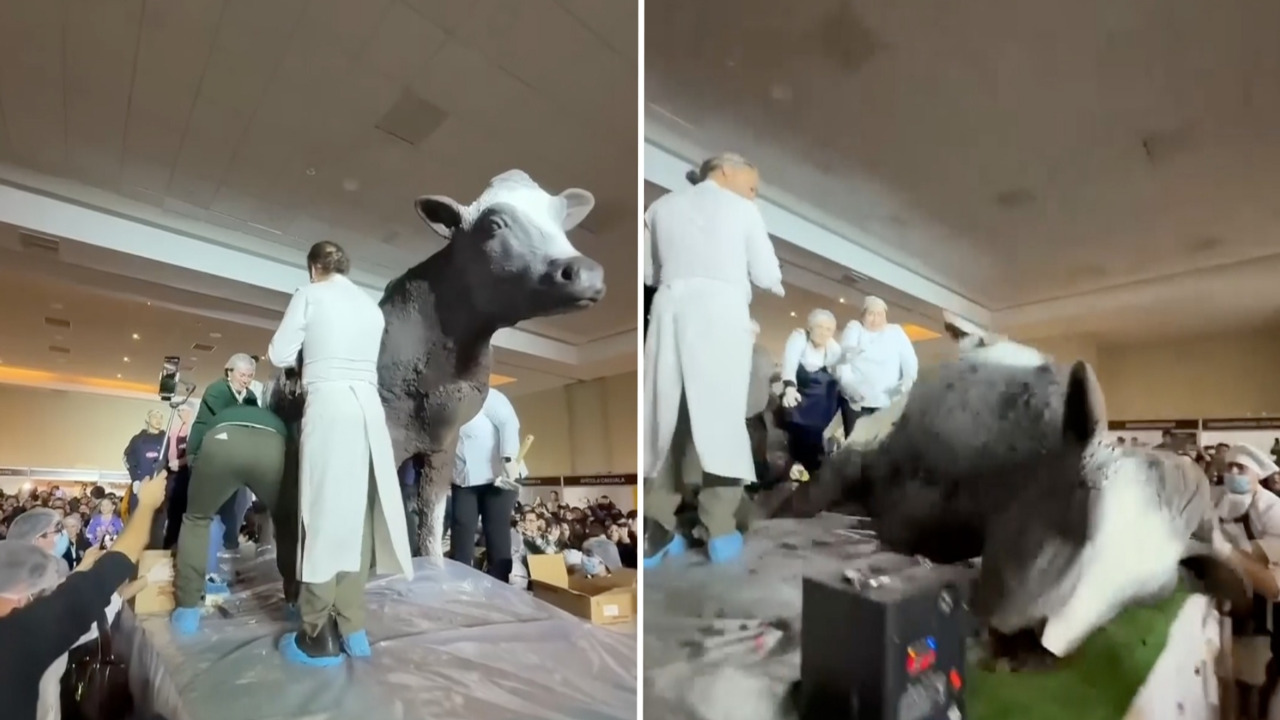 Entre gritos: vaca de chocolate se cae en festival