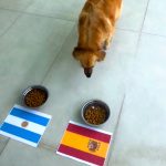 ¡Ofelio! Perro de Alexandra Fuentes predice quién será el campeón del Mundial
