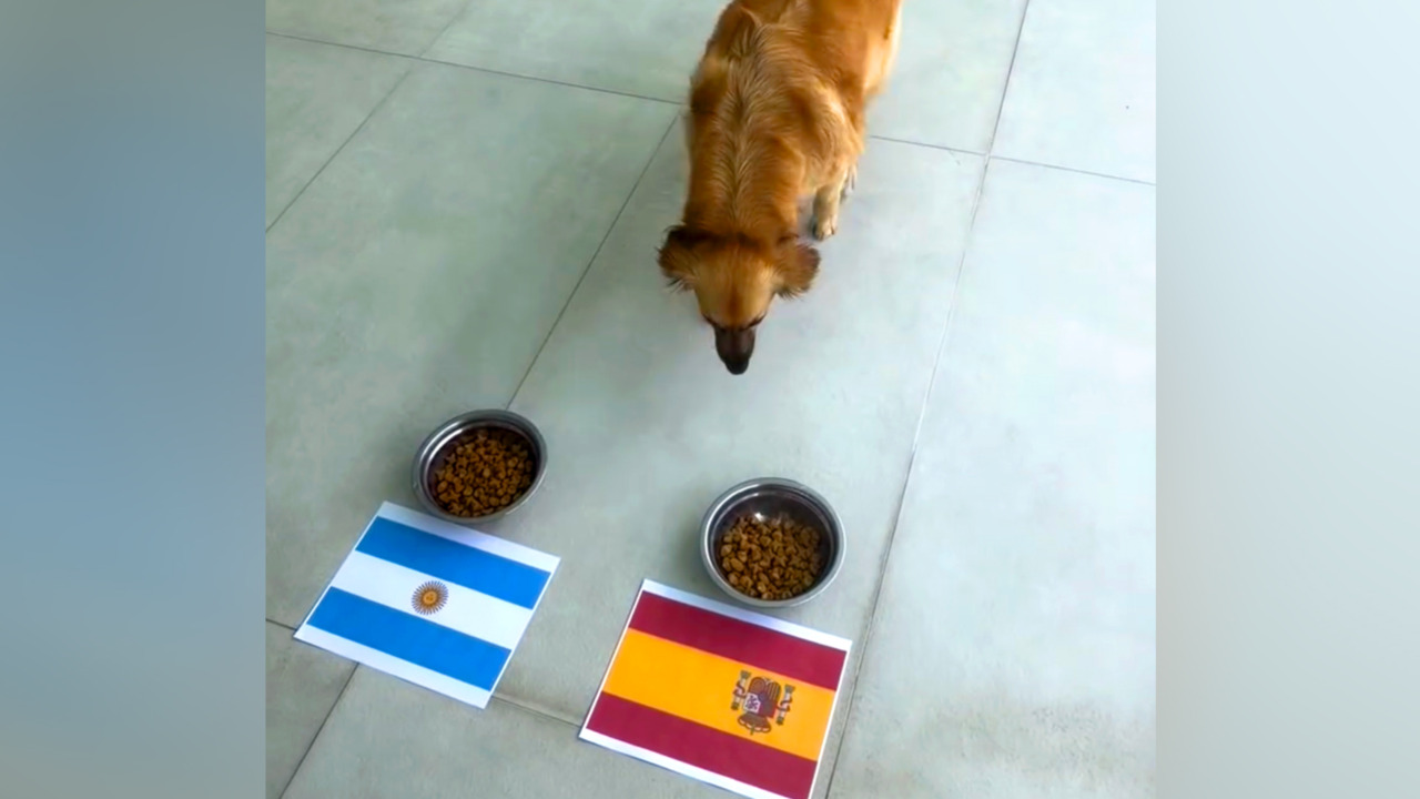 ¡Ofelio! Perro de Alexandra Fuentes predice quién será el campeón del Mundial