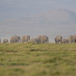 Investigan la muerte de 15 elefantes en un parque nacional de Kenia