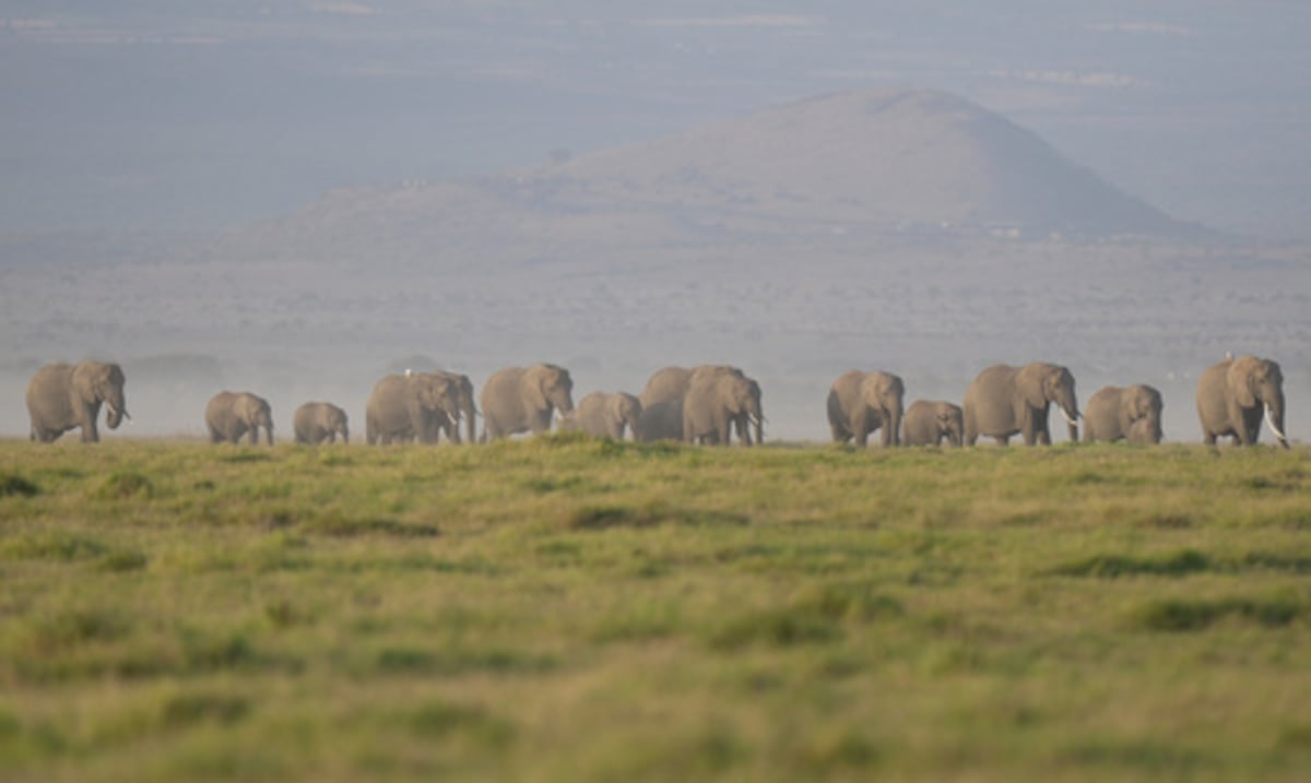 Investigan la muerte de 15 elefantes en un parque nacional de Kenia