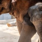 Vehículo choca contra elefante en Uganda: deja víctimas mortales y heridos