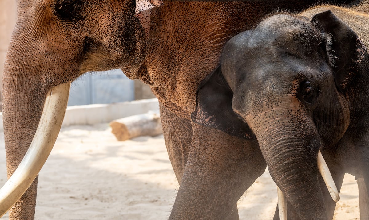 Vehículo choca contra elefante en Uganda: deja víctimas mortales y heridos