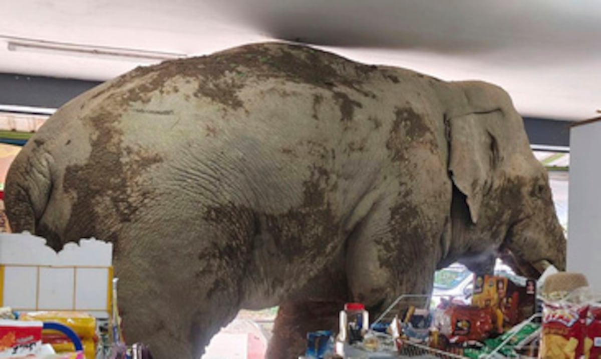 Hambriento y curioso: un elefante asalta una tienda en Tailandia en busca de comida