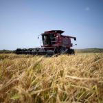 Puerto Rico será sede de la convención internacional del mercado del arroz
