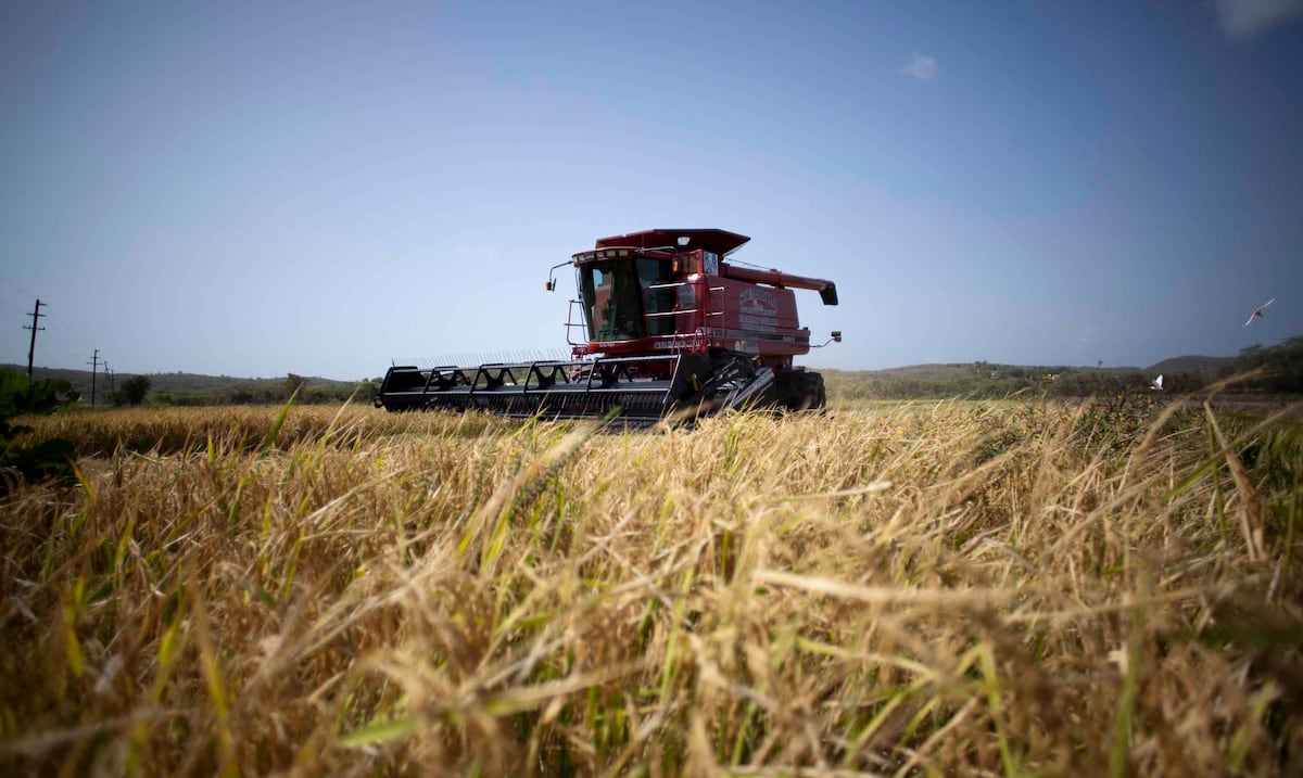 Puerto Rico será sede de la convención internacional del mercado del arroz