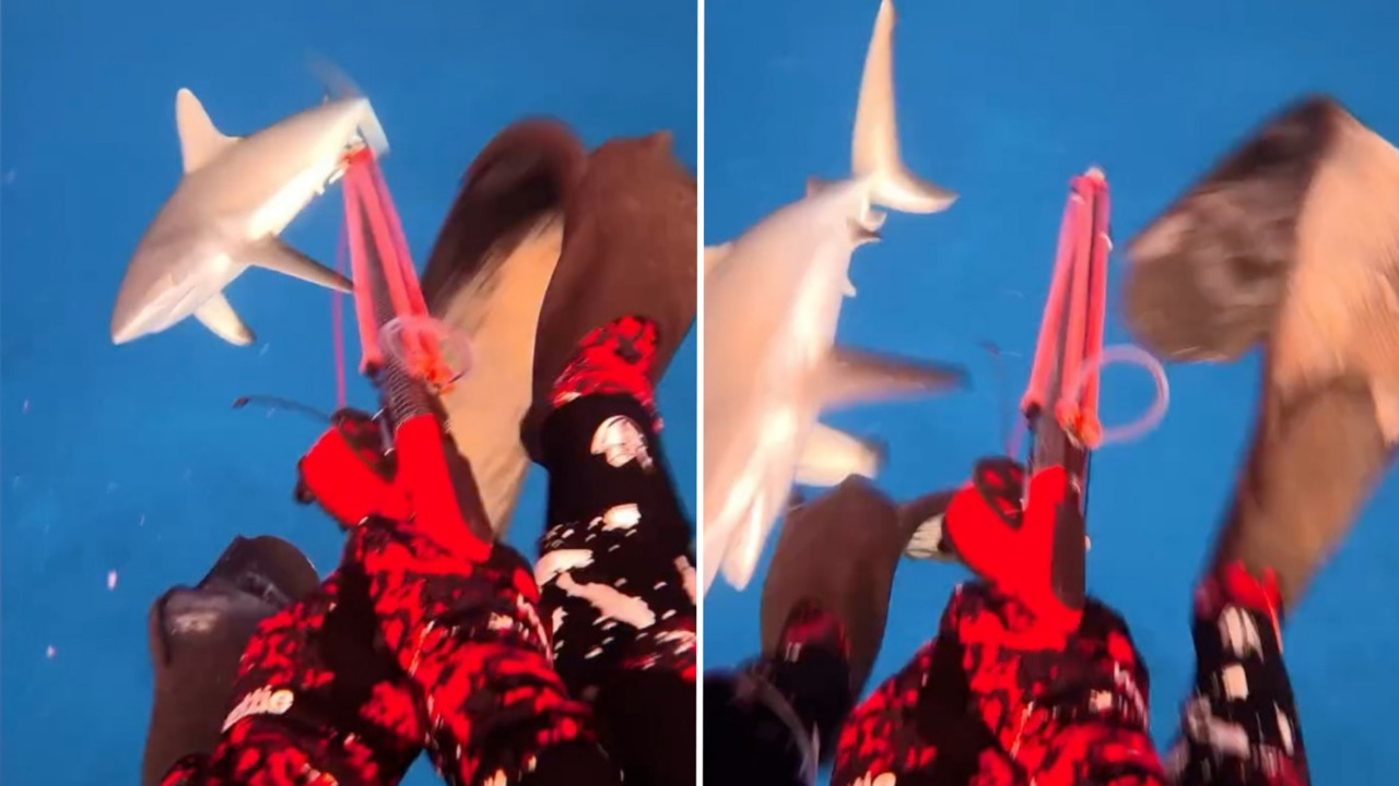 Influencer es atacado por un tiburón y sobrevive