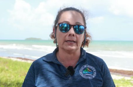 Personal del DRNA rescató a seis ballenas varadas en Humacao