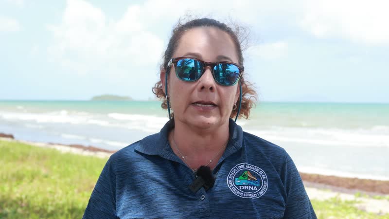 Personal del DRNA rescató a seis ballenas varadas en Humacao