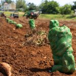 Finca Explora: una incubadora de agroempresarios en Isabela