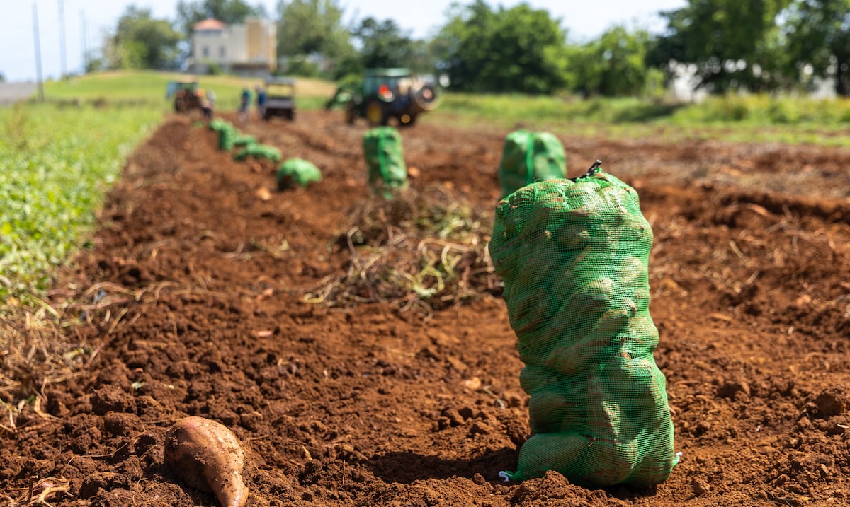 Finca Explora: una incubadora de agroempresarios en Isabela