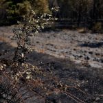 Las “tormentas de fuego” irrumpen en Francia y agravan el megaincendio de Gironda