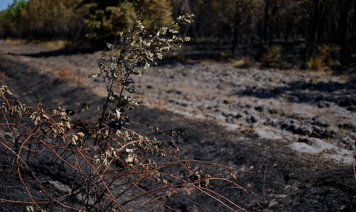 Las “tormentas de fuego” irrumpen en Francia y agravan el megaincendio de Gironda
