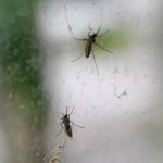 ¿Por qué algunas personas “atraen más” a los mosquitos?