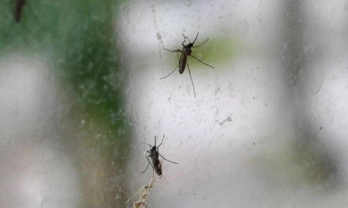 ¿Por qué algunas personas “atraen más” a los mosquitos?