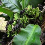 Agricultura activa plan para proteger el guineo de una peligrosa plaga que hace estragos en Latinoamérica