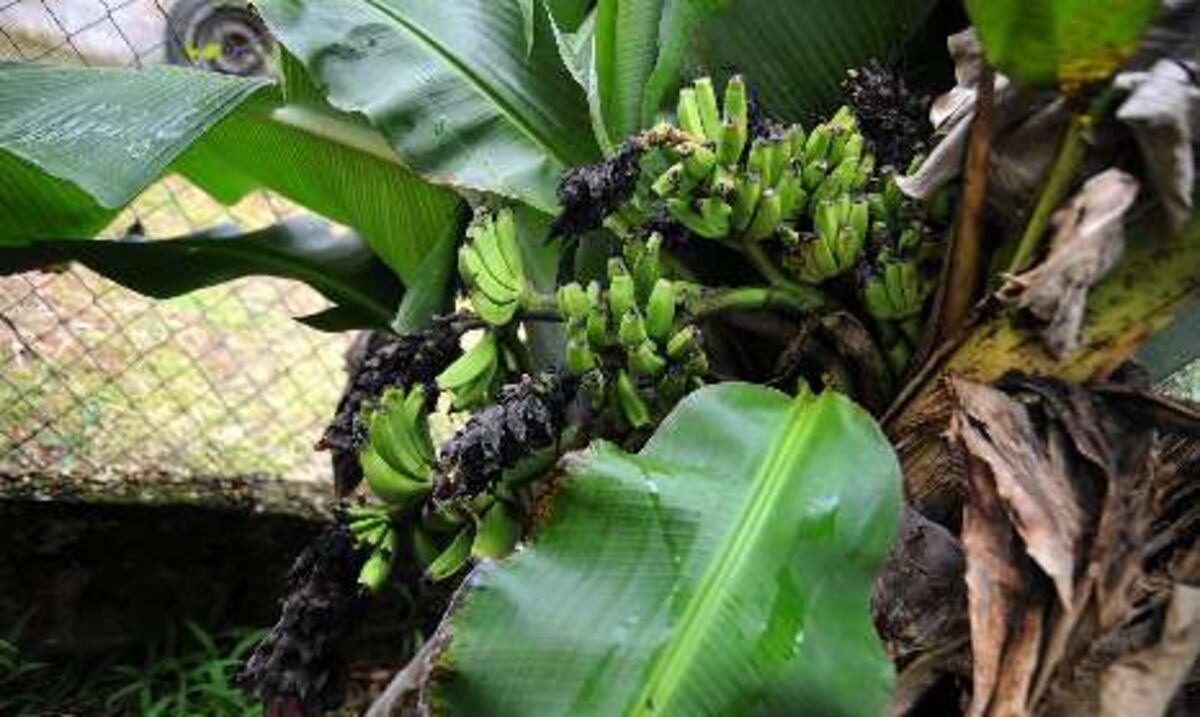 Agricultura activa plan para proteger el guineo de una peligrosa plaga que hace estragos en Latinoamérica