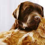 Cremación de mascotas: tendencia que podría ayudar con el duelo