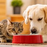 Crisis de agua y sequía en Puerto Rico: cómo proteger la salud de gatos y perros ante el racionamiento y el calor extremo