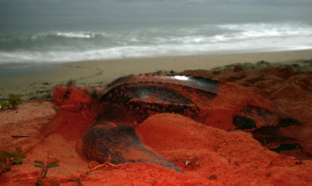 La tortuga marina más grande del mundo vuelve a anidar en Panamá