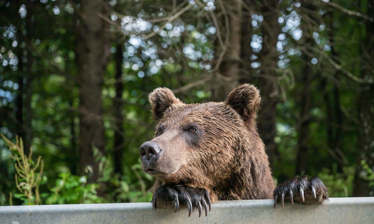 Oso ataca a turista en uno de los lagos más populares de Japón