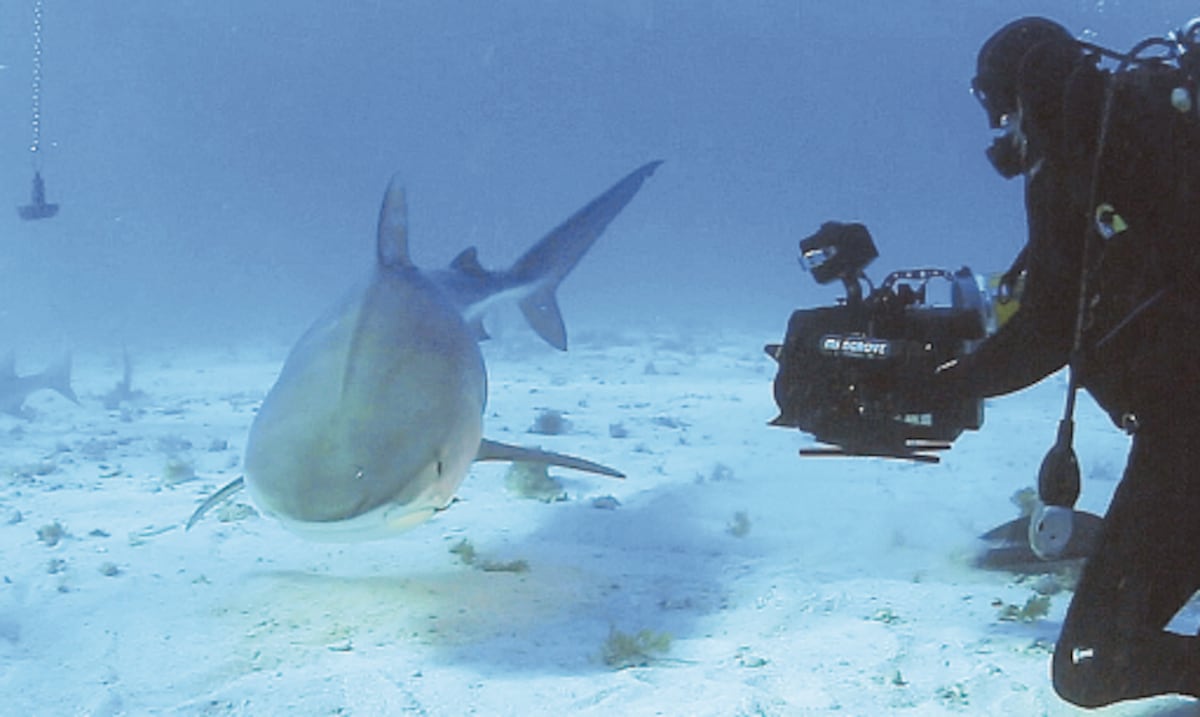 Opinión | Safari de tiburones