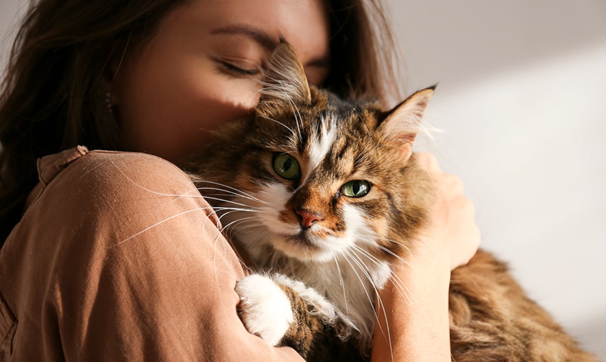 Las enfermedades silenciosas que pueden sufrir los gatos: cómo identificarlas