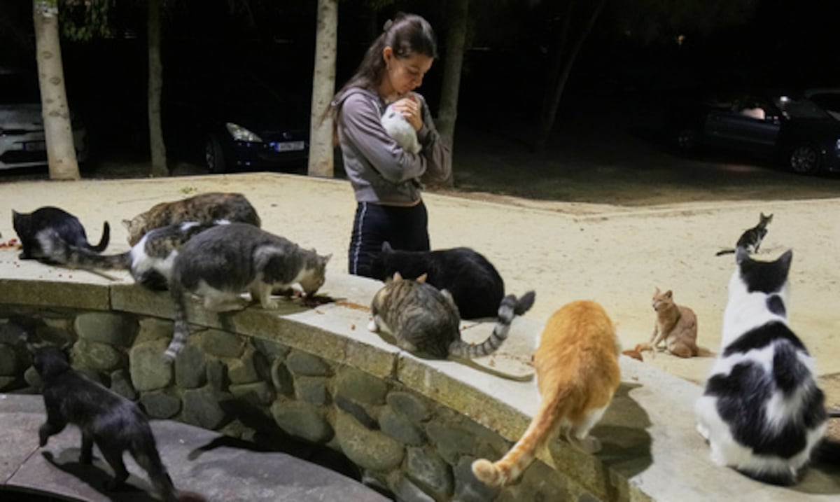 Un millón de gatos en las calles: Chipre intenta controlar su población de felinos