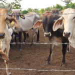 Departamento de Agricultura toma medidas tras reaparición del gusano barrenador en Estados Unidos: esto es lo que hará